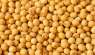    (Soybeans seeds for EXPORT) (FCA, FOB, CIF).     - /