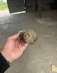  RUF, NESTRO, ,        - 