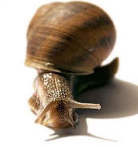 Snail-active � ����������� ������ ��������� - ����������� 1