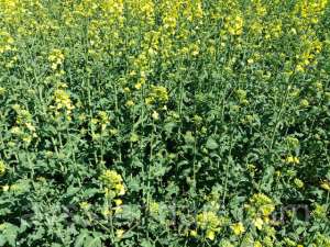 ó���� ������� ����� �� ������� � ��������� - ����������� 1