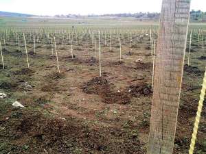 ʳ�����, ����� ��� ������ �� �������� ����������� �������� POLYARM - ����������� 1