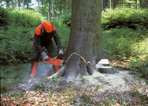 Робота у Польщі. Робота для чоловіків в лісі, вирубування дерев - изображение 1
