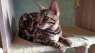 Бенгальская кошка Львов. Купить бенгальского кота Львов. - изображение 2