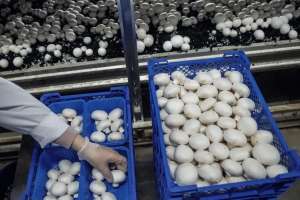 г�������� (��) ����� ����������� - ����������� 1