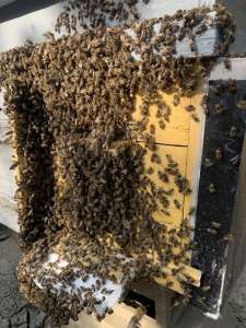 Карпатские плодные меченые пчеломатки (тип Вучковский) - изображение 1