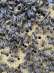 Карпатские плодные меченые пчеломатки (тип Вучковский) - изображение 2