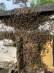 Карпатские плодные меченые пчеломатки (тип Вучковский) - изображение 3