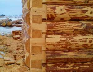 Купить сруб деревянного дома из сруба в Одессе - изображение 1
