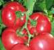 Купить Удобрения и семена овощей 2020, || Агро центр B&SProduct Железный Порт.. Растения - Покупка/Продажа