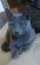 Новогодняя скидка от питомника. Русские голубые котята - изображение 1