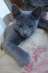 Новогодняя скидка от питомника. Русские голубые котята - изображение 2