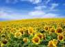 Перейти к объявлению: Одісей насіння соняшника сербської селекції під євро-лайтнінг
