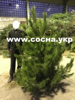 Продажа новогодних елок со склада - изображение 1