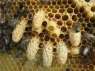 Перейти к объявлению: Продам пчелосемьи НЕДОРОГО.