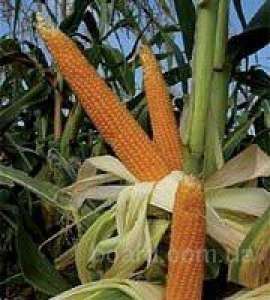 Продам семена кукурузы недорого, высокоурожайные сорта - изображение 1