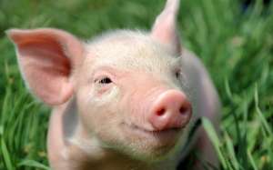 Продам живых свиней от производителя. Свиньи 10-130 кг от производителя - изображение 1