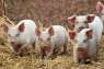 Перейти к объявлению: Реализуем живых свиней. Продажа свиней 10-130 кг от производителя