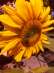 супер фуды соняшникове білкове борошно - изображение 1