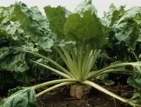 ���Ͳ� �������� ����� �� ������� - ����������� 1