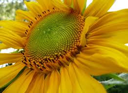 ���� (110-112 ��.) �� ����-�������� - ����������� 1