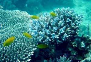 ���� ��� ���� Algetics Thalasso Cosmetics ���������� �������� � ��������!!! - ����������� 1