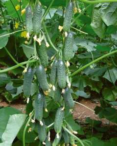 ���� ����� B&SProduct ||| ������ ������ ������� ����. ��������� �����. - ����������� 1