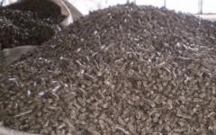 ���� ����������� (����������) - ����������� 1