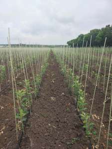 ����� ��� ������ �� ������ ��� ������ �� POLYARM � ����������� �������� - ����������� 1