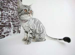 ����� ��� ��������. �������, ��������. ����� �� ��� - ����������� 1