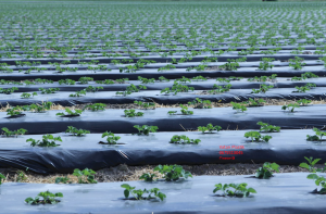 ����� ��� ����������� � ���������� Vatan Plastik - ����������� 1