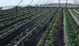 ����� ��� ����������� ����� ������ - ����������� 1