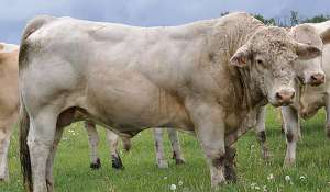 ����� ����, ����, ������, ������ - ����������� 1