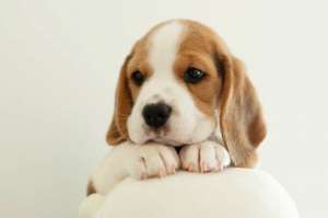 ����� ����� (� ����������� ���) - ����������� 1