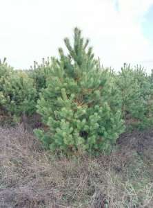 ����� ����� ����� �������. - ����������� 1