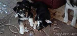 ����� �����: ����� �����-���������� � ������ - ����������� 1