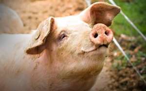 ����� �����, ���������� - ����������� 1