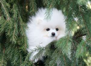 ����� ������ ������������� ����, ��� �����������. ��� - ����������� 1