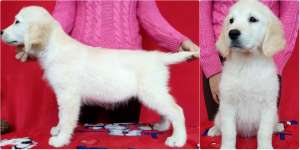 ����� ����������� ��������� - ����������� 1