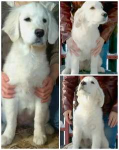 ����� ����������� ��������� - ����������� 1