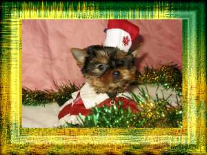 ����� ������������ ������� - ����������� 1