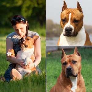 ����� ������������� ���������������� ������� - ����������� 1