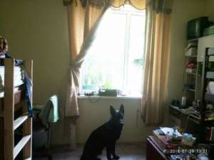 ������ 1/2 ����. ����������� ����� - ����������� 1