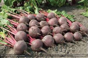 ������ - ����������� 1