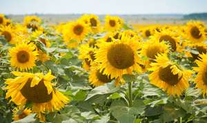 ������ � ������ ��������� ������������ �� 50 � /�� ��������� - ����������� 1