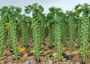 ������ �� ����, ������ �������� ������, ������ � ������ - ����������� 1