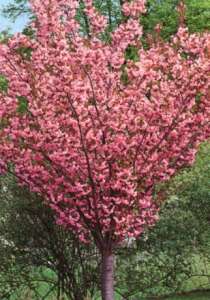 ������ ��� ������������ ������� - ����������� 1