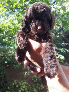 ������ ���� ��� ������. ���� ������� - ����������� 1