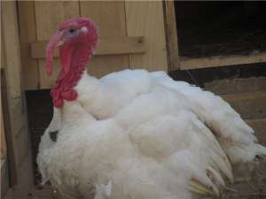 ������ ����, �����, ������� - ����������� 1