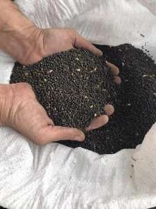 ������ ���� ������ (vicia villosa) - ����������� 1