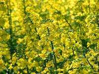 ������ ���� ��������� - ����������� 1